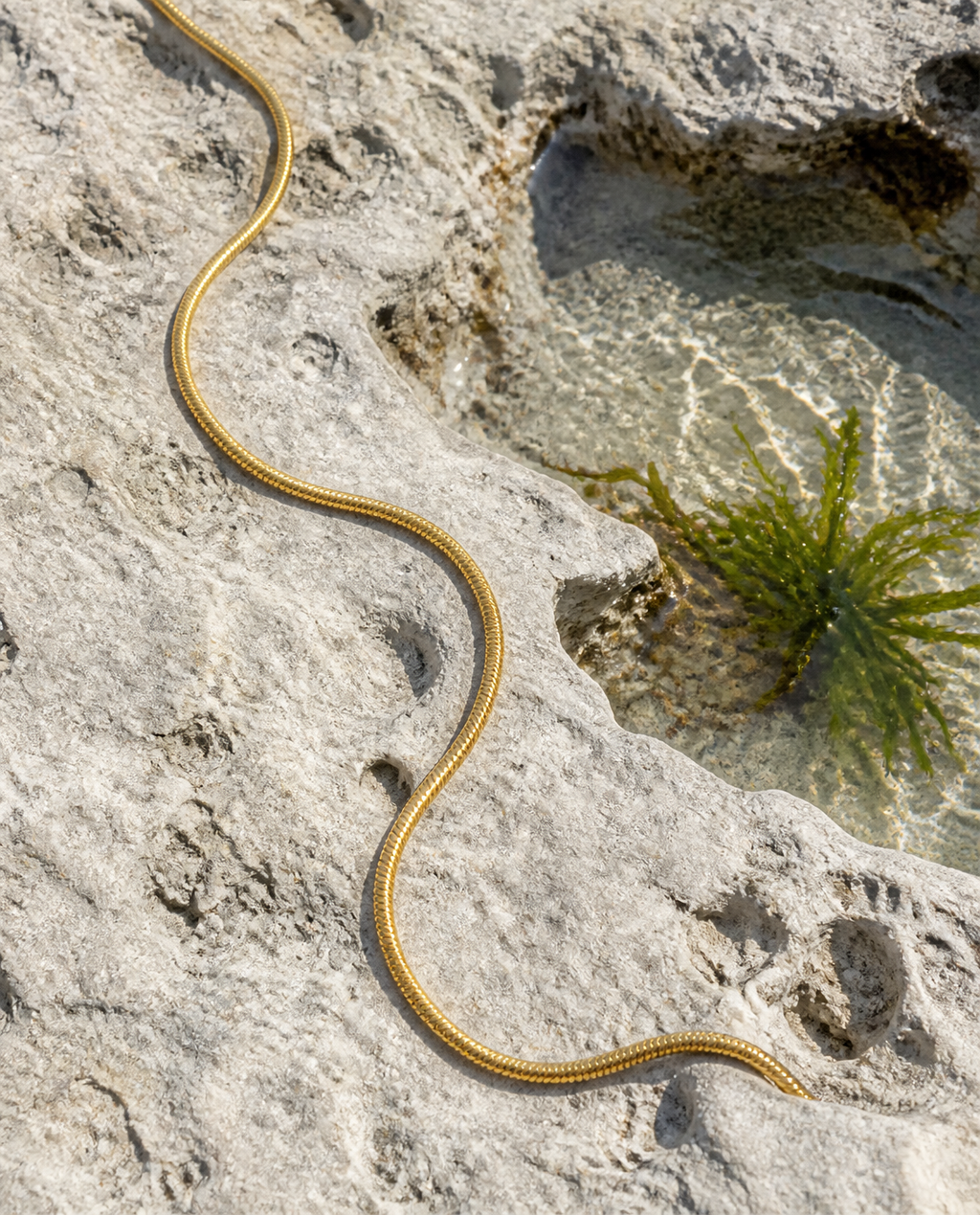 Dainty Layering Chain on a limestone ledge by a tide pool